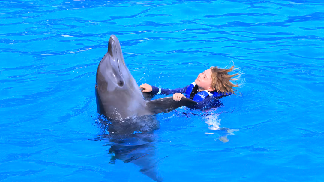 Product Dolphin Encounter