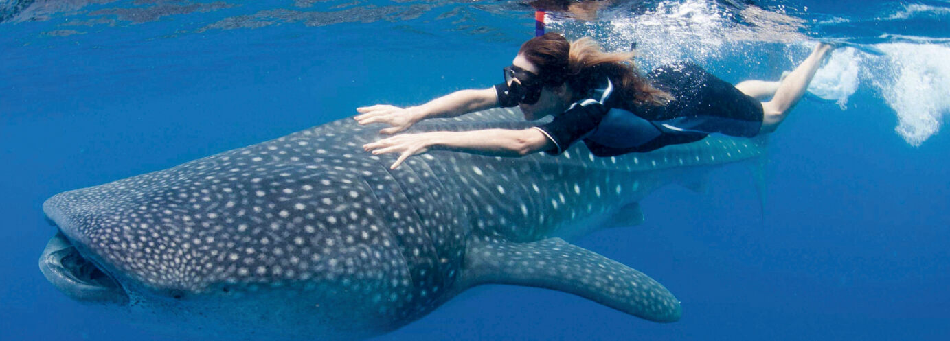 Product Whale Shark Encounter (Cancun)