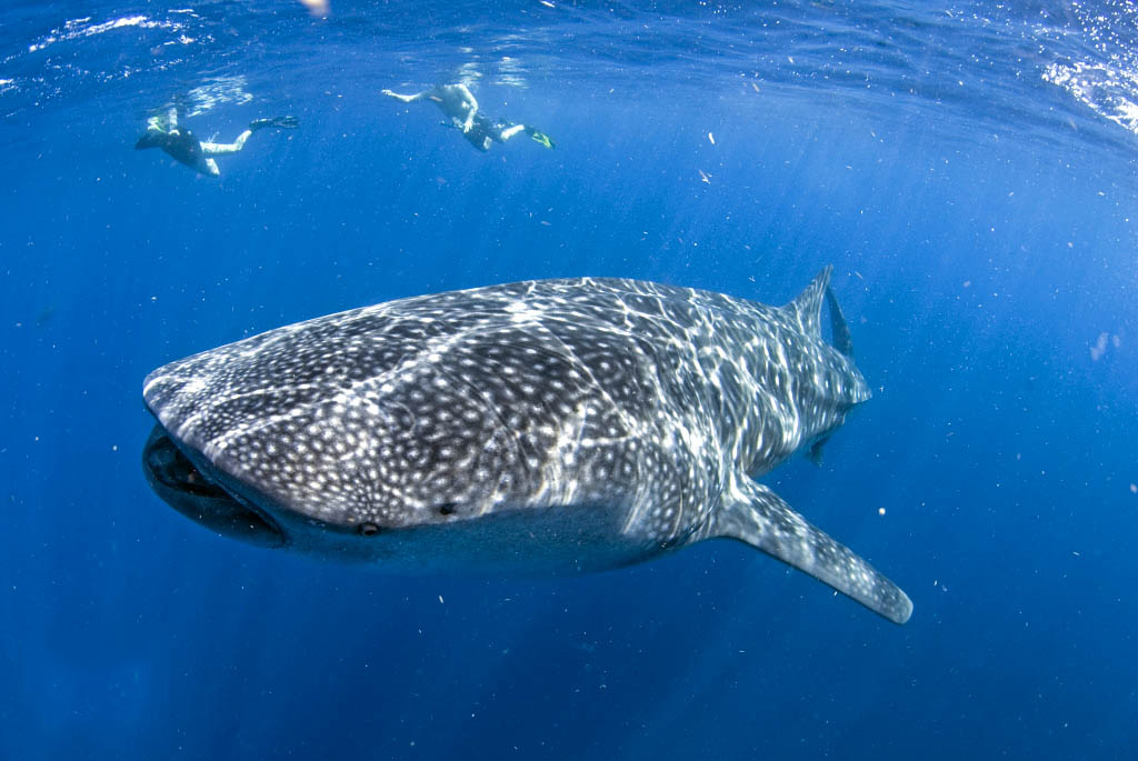 Whale Shark Encounter (Cancun)