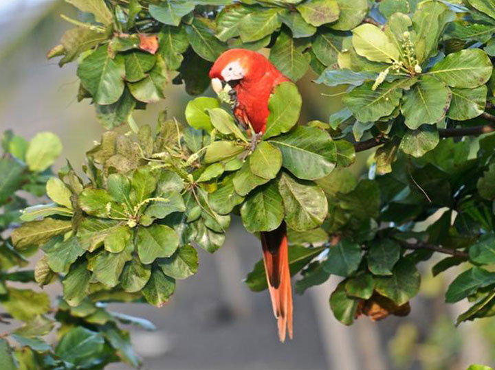 Product Carara Biological Reserve (Jaco)