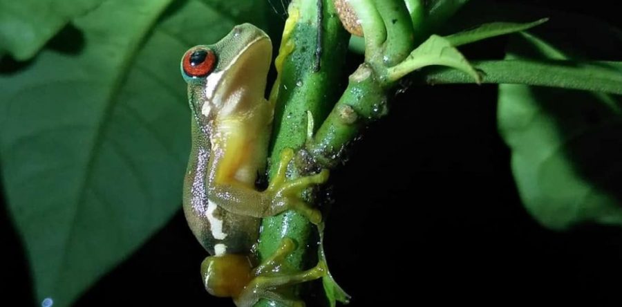 The Frog Pond (Monteverde) image 1