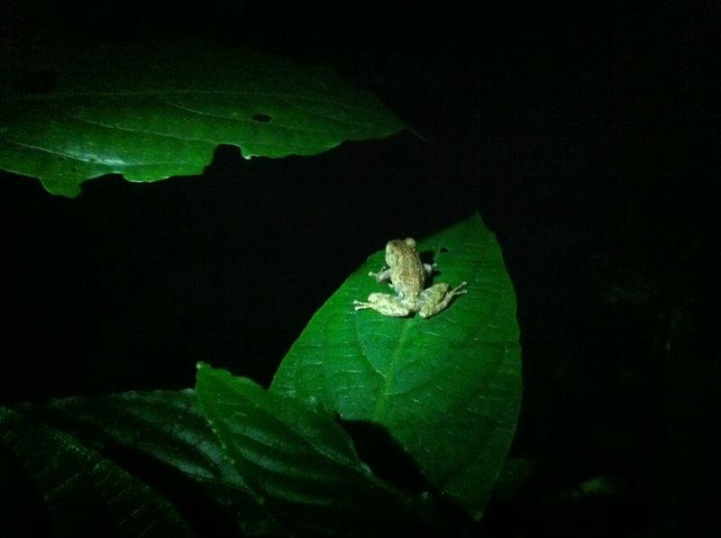 Product The Frog Pond (Monteverde)