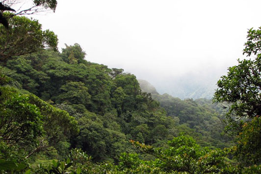 Santa Elena Reserve (Monteverde) image 3
