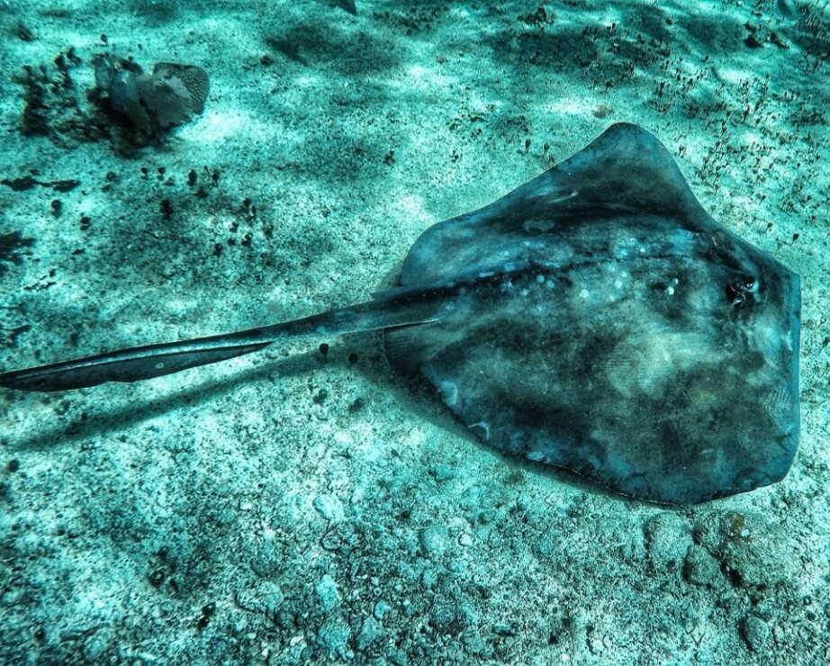 Product Invisible Boat &amp; STingray Beach (Cozumel)