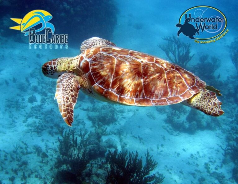 Under Water World (Cancun) image 2