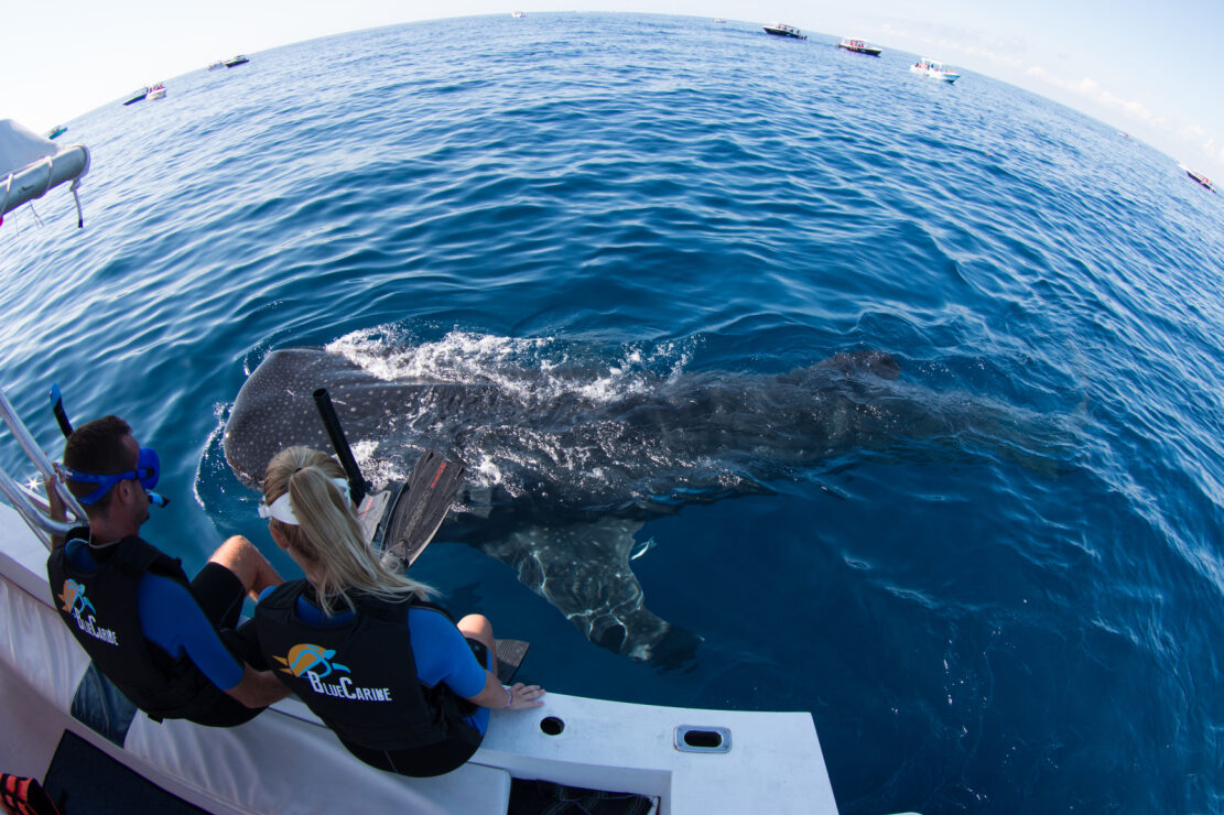 Whale Shark Encounter (Riviera Maya)