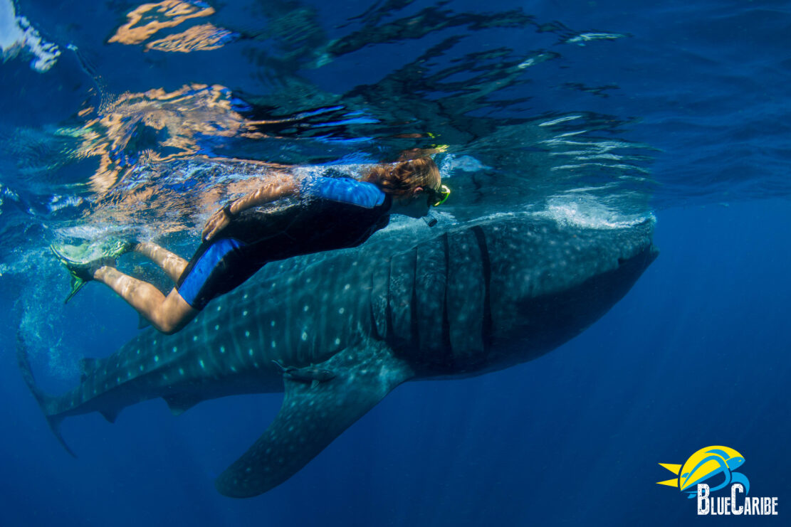 Product Whale Shark Encounter (Riviera Maya)